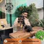 غذای خشک سگ و گربه قیطریه