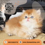 غذای خشک سگ و گربه قیطریه