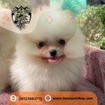غذای خشک سگ و گربه قیطریه
