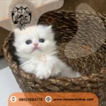 فروشگاه حیوانات خانگی کرج