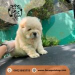 فروش سگ چاو چاو کرج