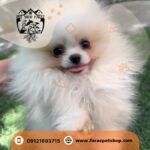 فروشگاه حیوانات خانگی کرج