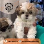 فروشگاه حیوانات خانگی کرج