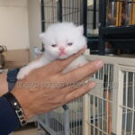 اسب اصیل عربی