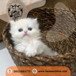 کلینیک تخصصی حیوانات خانگی کرج