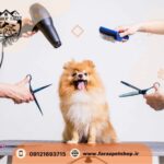 فروش سگ چاو چاو کرج