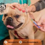کلینیک تخصصی حیوانات خانگی کرج