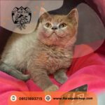 فروش سگ چاو چاو کرج