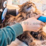 آرایش حیوانات خانگی کرج