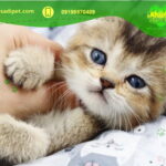 قیمت سگ چاو چاو نیاوران