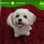 قیمت سگ چاو چاو نیاوران